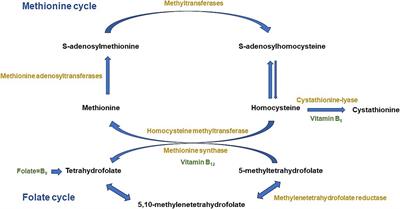 Dietary intake, nutritional adequacy and food sources of vitamins involved in the methionine-methylation cycle from Spanish children aged one to <10 years: results from the EsNuPI study